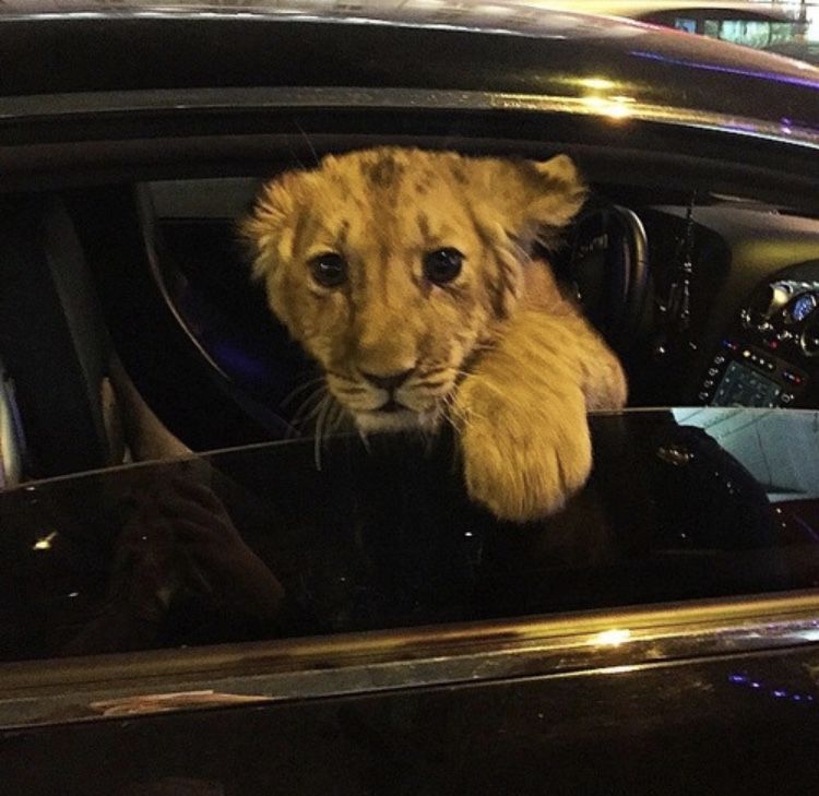 Gxentry profile picture: lion cub leaning out of a car window